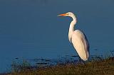 Egret On The Shore_25960